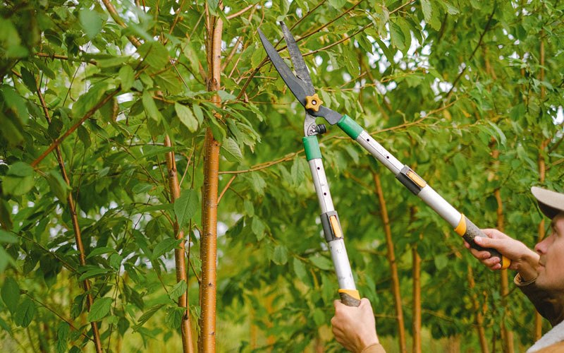 Tree trimming in Story City, IA